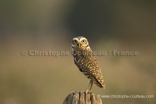 Chouette des terriers / Burrowing Owl