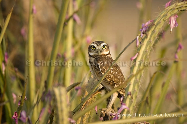 Chouette des terriers / Burrowing Owl