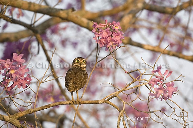 Chouette des terriers / Burrowing Owl