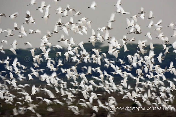 Vol de grandes aigrettes / GReat Egrets Flock