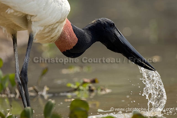 Jabiru d'amrique en train de boire / Jabiru Stork Drinking