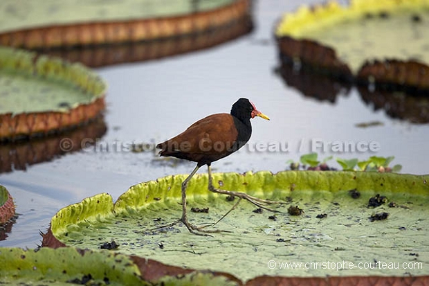 Jacana noir sur nnuphar gant / Wattled Jacana walking on Giant WaterLilies