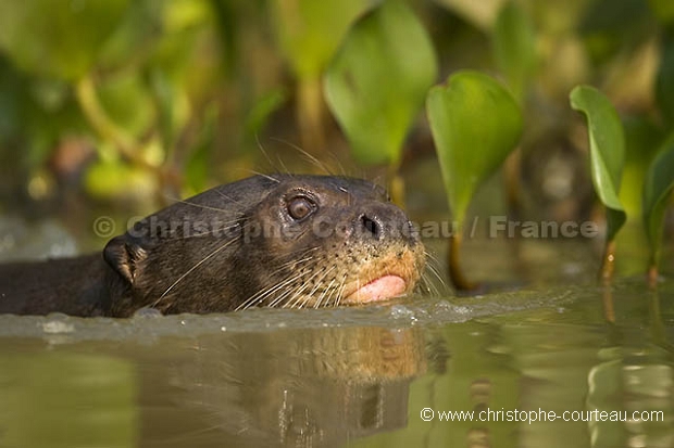 Loutre géante d'Amazonie. Giant Otter.