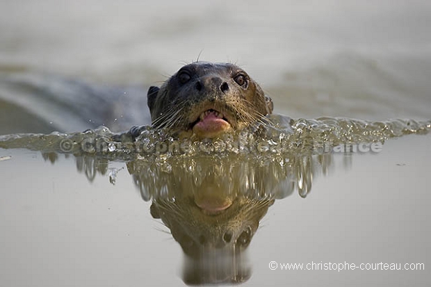 Loutre géante d'Amazonie. Giant Otter.