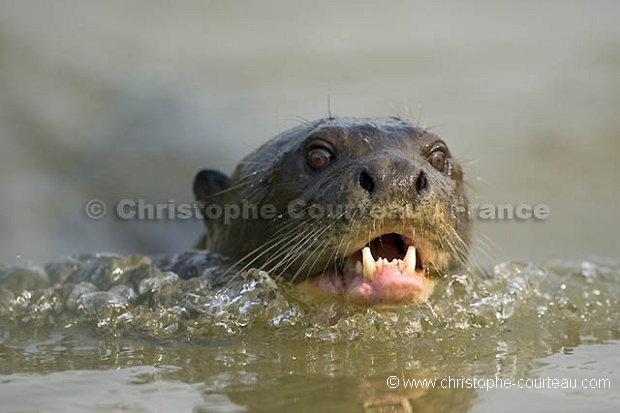 Loutre géante d'Amazonie. Giant Otter.