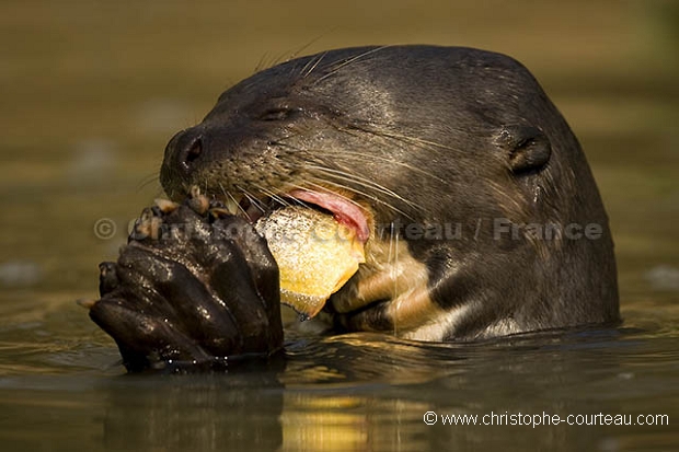 Loutre géante d'Amazonie. Giant Otter eating fish.