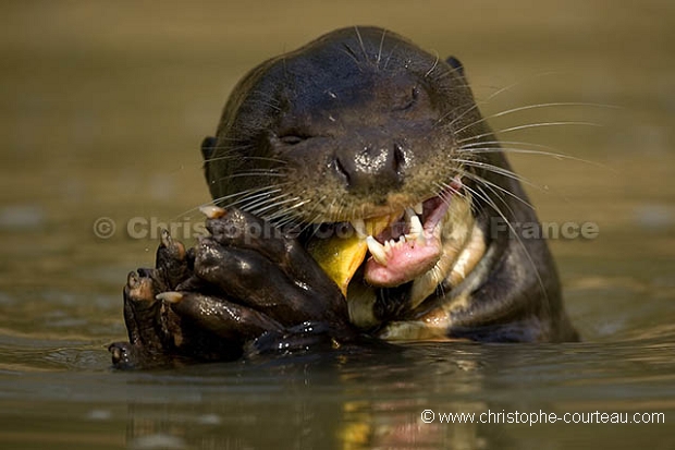 Loutre gante d'Amazonie. Giant Otter.