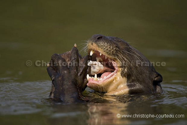 Loutre géante d'Amazonie. / Giant Otter.