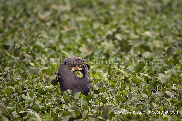 Loutre géante d'Amazonie. Giant Otter.