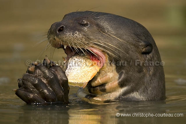 Loutre géante d'Amazonie. / Giant Otter.