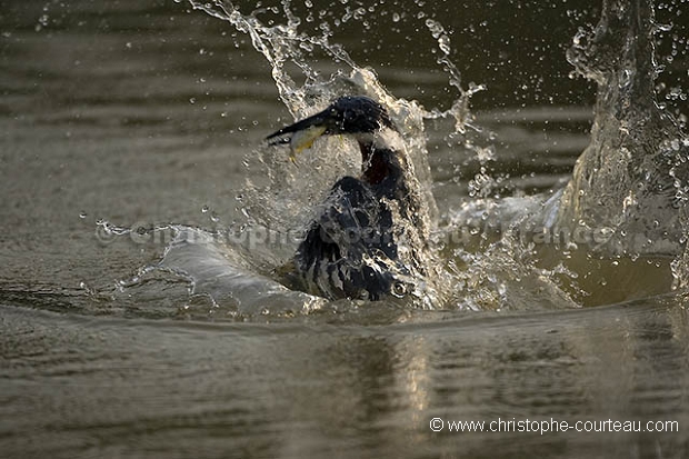 Martin pcheur sdentaire en pche / Ringed Kingfisher Fishing