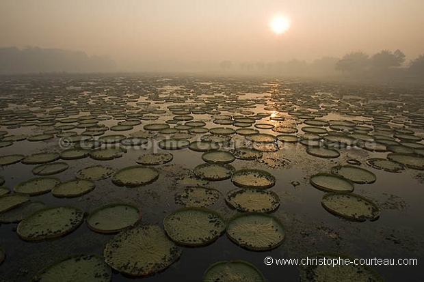 Nénuphars géant. Giant Water Lilies,