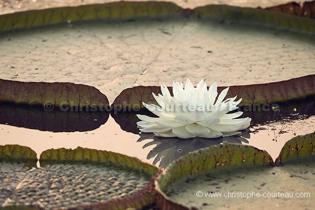 Fleur de Nénuphar géant. Giant Water Lily Flower