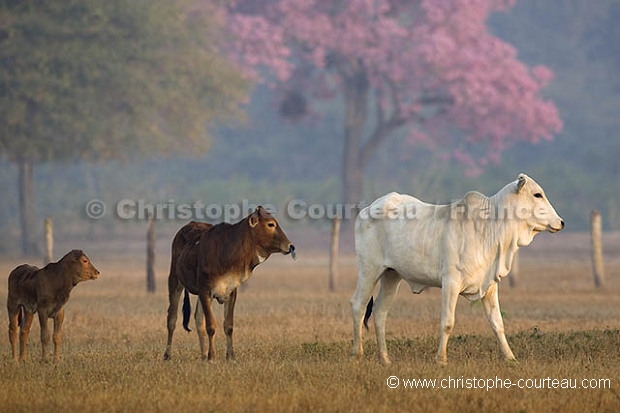 Pantanal, levage bovin. Pantanal, Cattle Farming