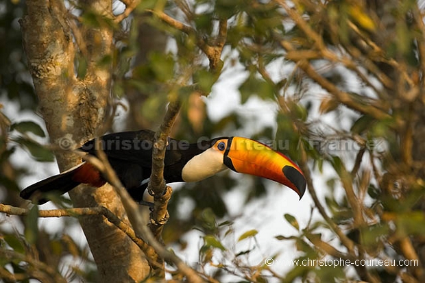 Toucan Toco / Toco Toucan