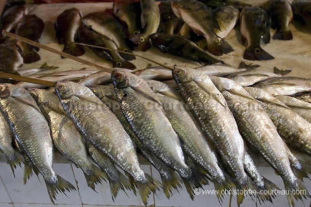 March aux poissons de Manaus