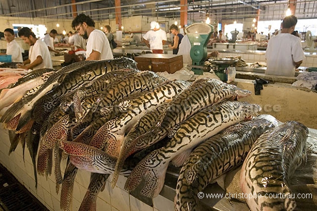 March aux poissons de Manaus