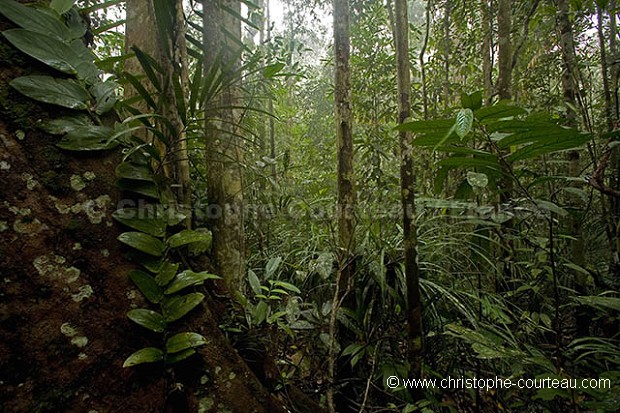 Rain Forest of Borneo.