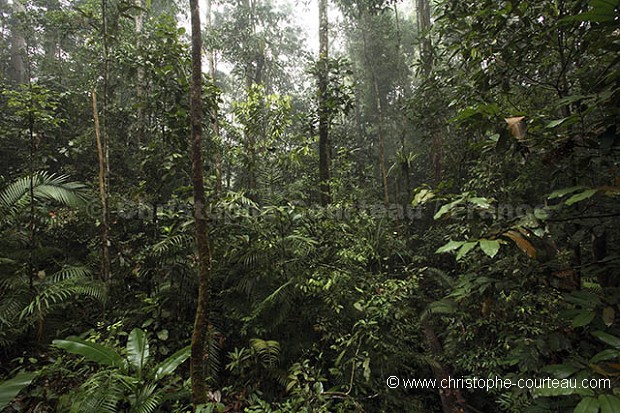 Rain Forest of Borneo.