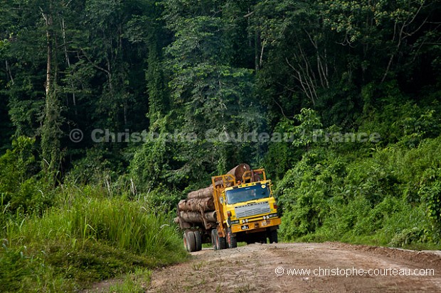 Transportation of timbers