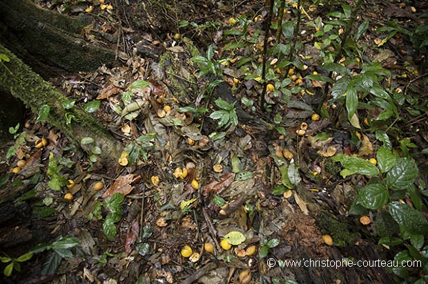 Fruits consommes par Chimpanzes