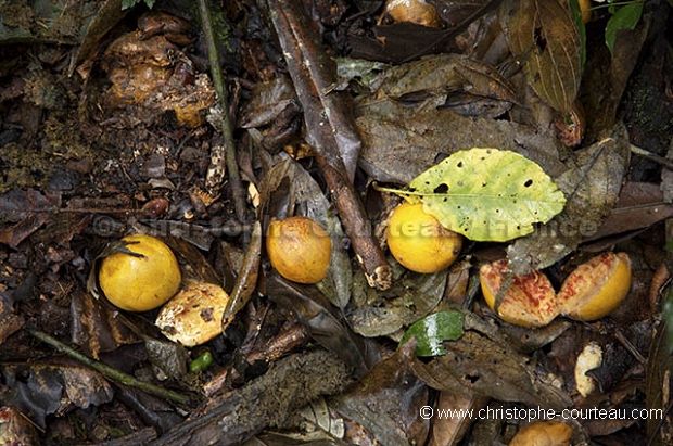 Fruits consommes par Chimpanzes