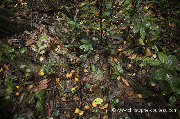 Fruits consommes par Chimpanzes