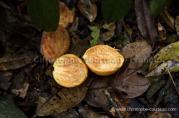 Fruits consomms par les Chimpanzs