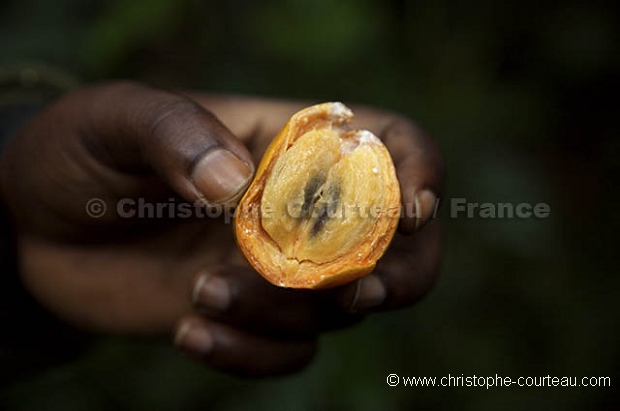 Fruits consomms par les chimpanzs