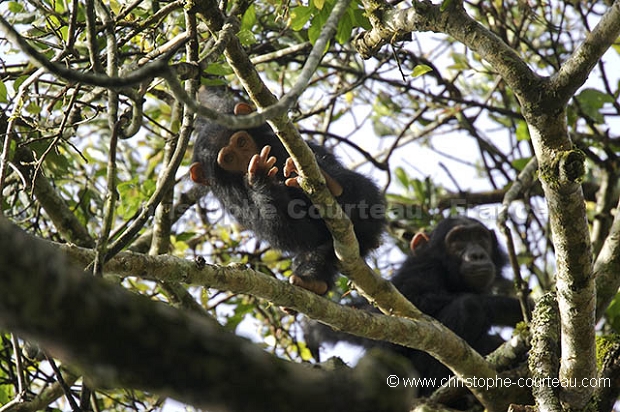 Chimpanze of the Kibale Forest.