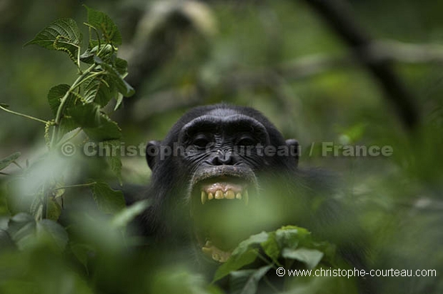 Chimpanz, Foret de kibale.