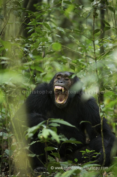 Chimpanz, Foret de kibale.