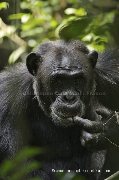 Chimpanz, Foret de kibale.