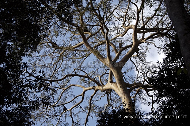 Chimpanz, Foret de kibale.