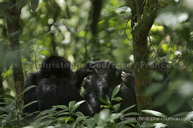 Chimpanzs, Foret de kibale.