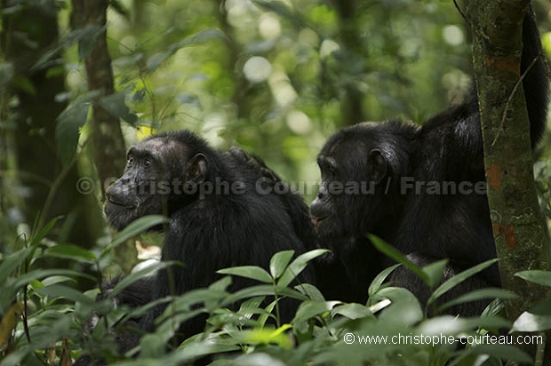 Chimpanzee of the Kibale Forest.