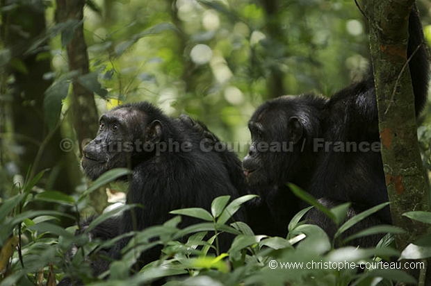 Chimpanzs, Foret de kibale.