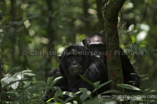 Chimpanzs, Foret de kibale.