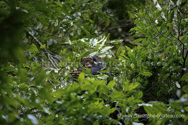 Young Chimpanzee in a nest.