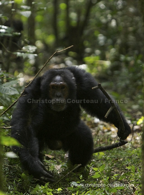 Chimpanz, male en train de charger.