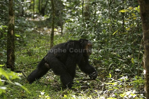 Male Chimpanzee charging.