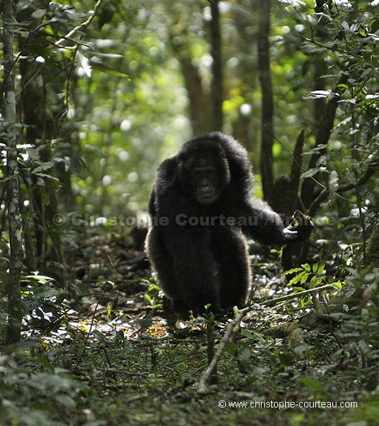 Chimpanzé, male en train de charger.