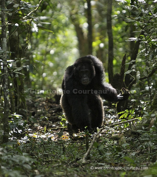 Chimpanz, male en train de charger.