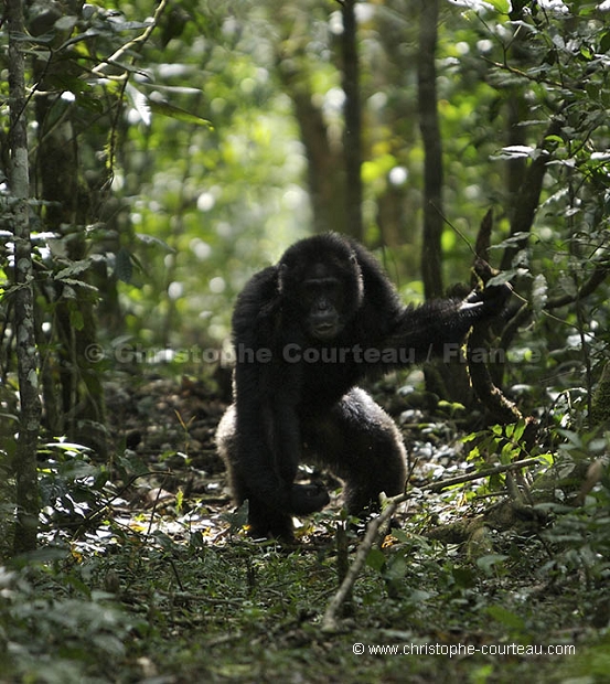 Male Chimpanzee charging.