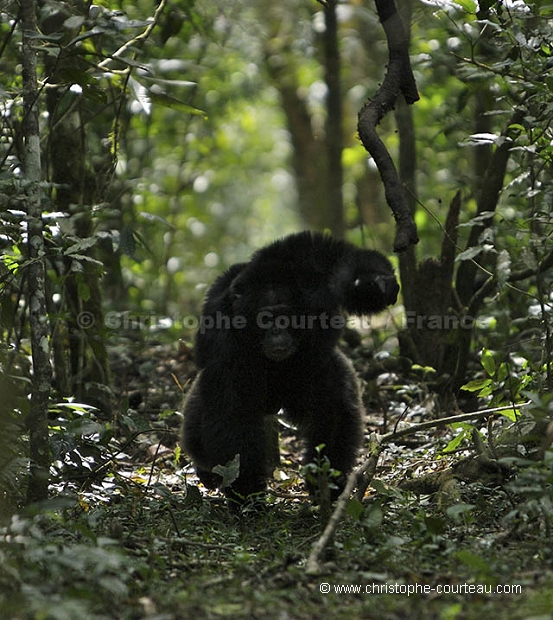 Male Chimpanzee charging.