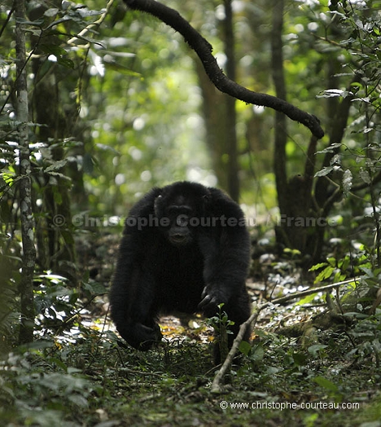 Male Chimpanzee charging.