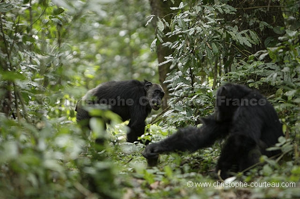 Chimpanzs Foret de kibale.