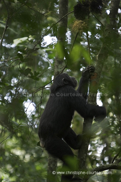 Chimpanze Foret de kibale. Chimpanze of the Kibale Forest.