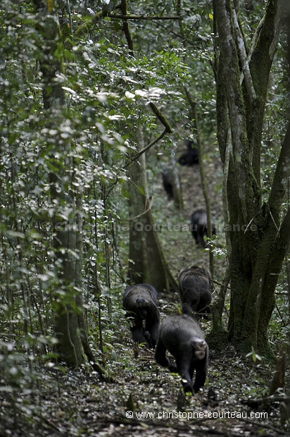 Chimpanze Foret de kibale. Chimpanze of the Kibale Forest.