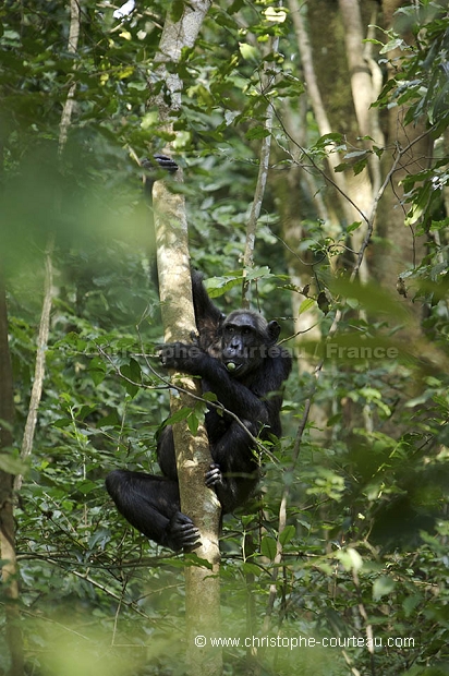 Chimpanze Foret de kibale. Chimpanze of the Kibale Forest.